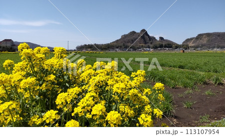 栃木市の岩舟山と菜の花 113107954