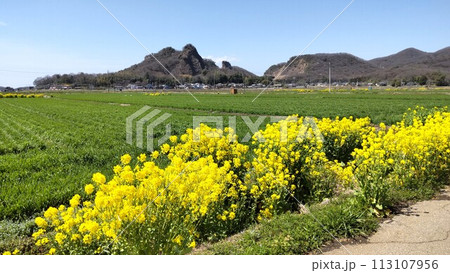 栃木市の岩舟山と菜の花 113107956