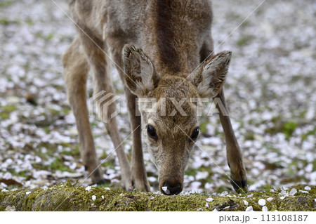 桜の花びらを食べる鹿 桜の花びらを食べる鹿 113108187