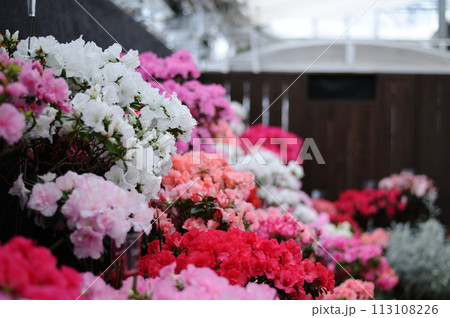 赤いツツジの花壇 赤いツツジの花壇 113108226