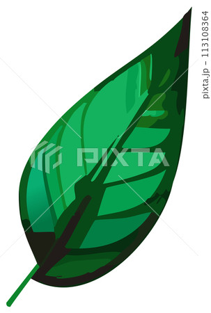 緑色の葉っぱのベクターイラスト 緑色の葉っぱのベクターイラスト 113108364