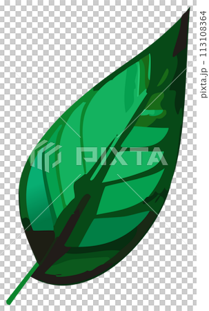 緑色の葉っぱのベクターイラスト 緑色の葉っぱのベクターイラスト 113108364