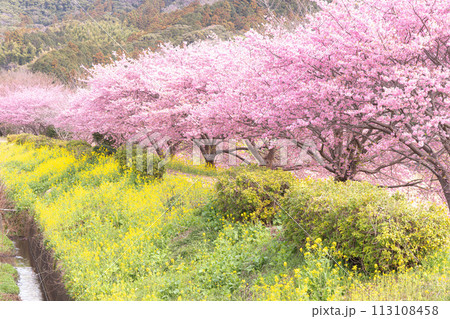 河津桜　菜の花 113108458