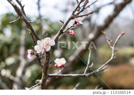 早春の国営みちのく湖畔公園 梅の花 宮城県川崎町 早春の国営みちのく湖畔公園 梅の花 宮城県川崎町 113108514