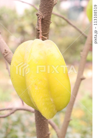 Carambola on tree in farm Carambola on tree in farm 113108519