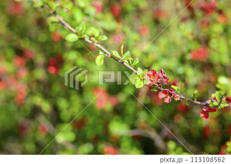 ボケの花 春の花 春素材 113108562