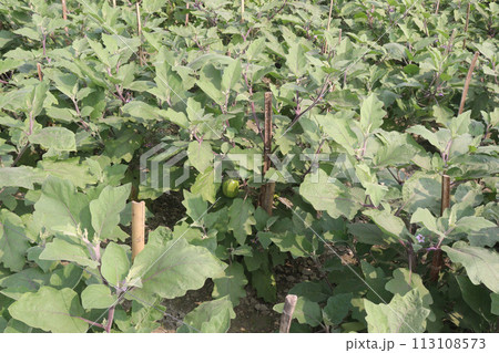 Eggplant plants in the farm for harvesting 113108573