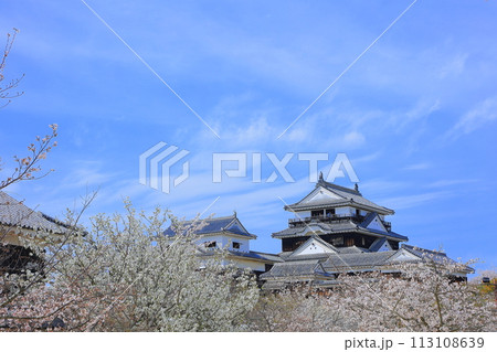 愛媛県 松山市 松山城と桜 113108639