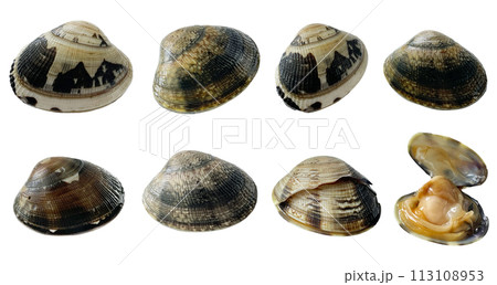 【白背景】春の味覚　獲れたて新鮮な浅利の貝7種と割れたアサリの貝セット 113108953