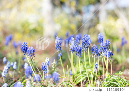 ムスカリ 春の花 春素材 113109104