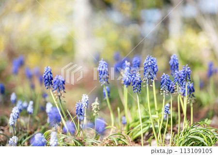 ムスカリ 春の花 春素材 113109105