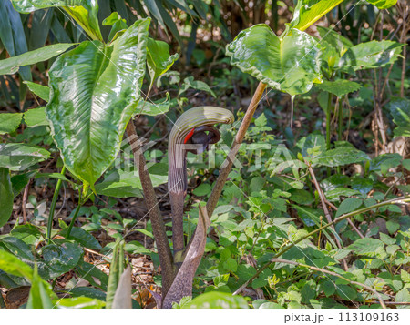 一部地域で絶滅危惧種に指定されているムサシアブミ(武蔵鐙)の花 一部地域で絶滅危惧種に指定されているムサシアブミ(武蔵鐙)の花 113109163