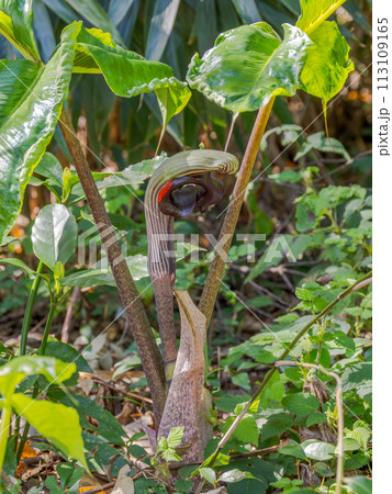 一部地域で絶滅危惧種に指定されているムサシアブミ(武蔵鐙)の花 一部地域で絶滅危惧種に指定されているムサシアブミ(武蔵鐙)の花 113109165