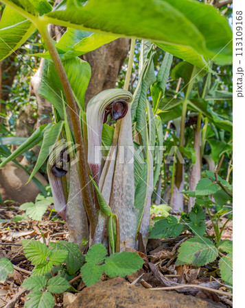 一部地域で絶滅危惧種に指定されているムサシアブミ（武蔵鐙）の花 113109168