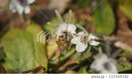 節分草の蜜を吸うセイヨウミツバチ 節分草の蜜を吸うセイヨウミツバチ 113109192