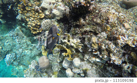 Coral Reef. Fish surgeon of the red sea 113109198