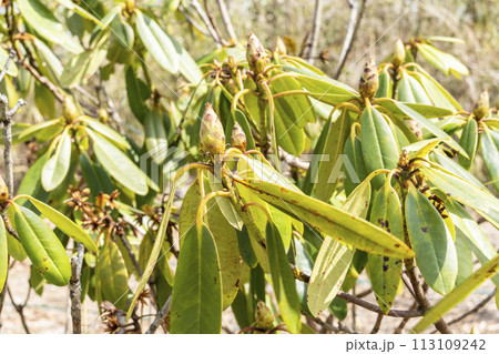 早春の国営みちのく湖畔公園　しろがね（西洋しゃくなげ）の花芽　宮城県川崎町 113109242