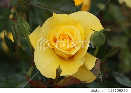 花の女王様の名にふさわしいバラの存在感ー弐 花の女王様の名にふさわしいバラの存在感ー弐 113109250