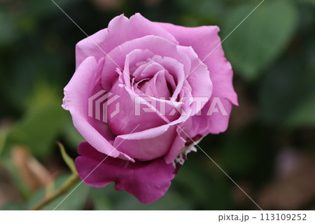 花の女王様の名にふさわしいバラの存在感ー四 花の女王様の名にふさわしいバラの存在感ー四 113109252