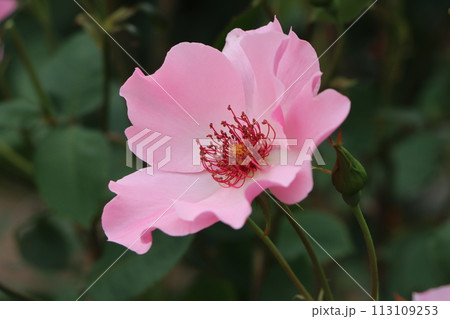 花の女王様の名にふさわしいバラの存在感ー五 花の女王様の名にふさわしいバラの存在感ー五 113109253