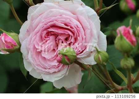 花の女王様の名にふさわしいバラの存在感ー九 113109256