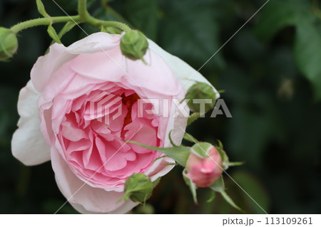 美しいバラの花が多くの人を魅了するー弐 美しいバラの花が多くの人を魅了するー弐 113109261