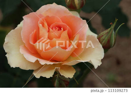 美しいバラの花が多くの人を魅了するー拾 113109273