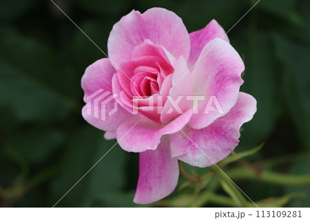 多品種のバラが咲き誇る綾部市のバラ公園ー七 113109281