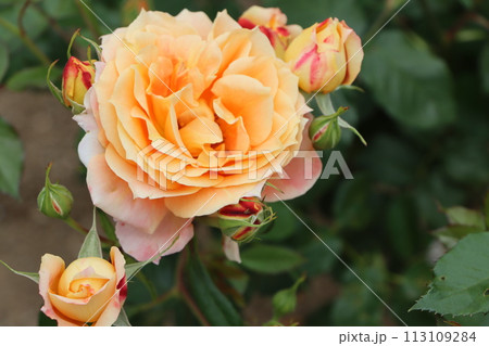 多品種のバラが咲き誇る綾部市のバラ公園ー拾 113109284