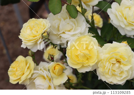 甘い香りに包み込まれる綾部市のバラ公園 113109285