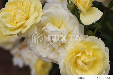 喜ばれるフラワーギフトの代表として薔薇の花ー参 113109288