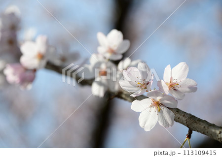満開のさくら(桜だけアップ) 満開のさくら(桜だけアップ) 113109415