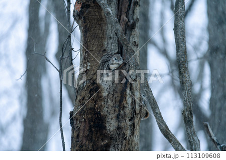雪降る夕刻に巣穴から顔を出したエゾモモンガ 113109608