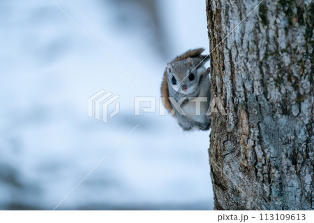 木にとまりこちらを見るエゾモモンガ 113109613