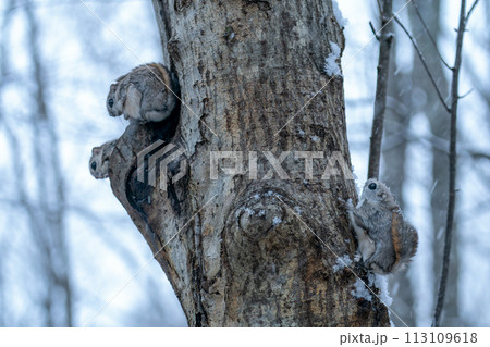 雪降る夜、巣穴から顔を出したエゾモモンガ 113109618