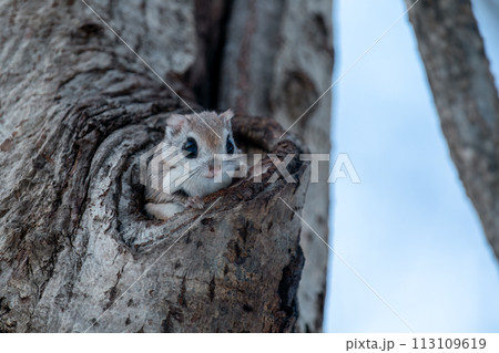 巣穴から顔を出したエゾモモンガ 巣穴から顔を出したエゾモモンガ 113109619
