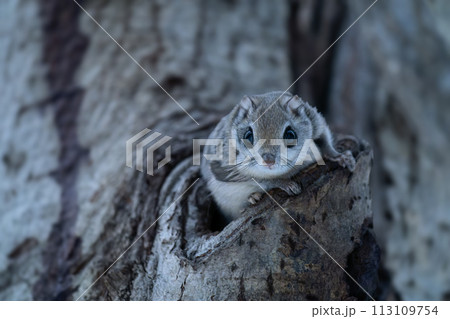 巣穴から顔を出したエゾモモンガ 113109754