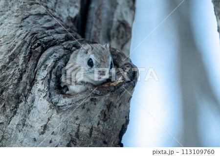 巣穴から顔を出したエゾモモンガ 巣穴から顔を出したエゾモモンガ 113109760