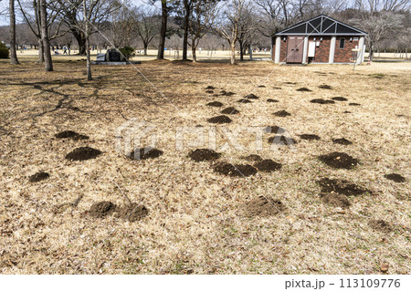 早春の国営みちのく湖畔公園　モグラの被害　宮城県川崎町 113109776