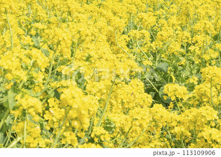 菜の花畑 菜の花畑 113109906