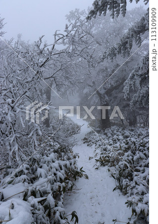 冬の石鎚山の登山道 冬の石鎚山の登山道 113109909