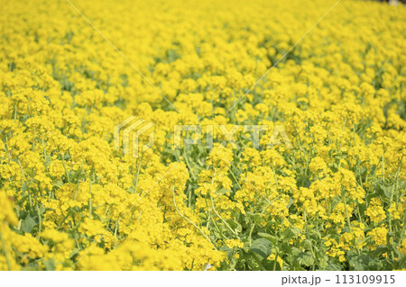 菜の花畑 菜の花畑 113109915