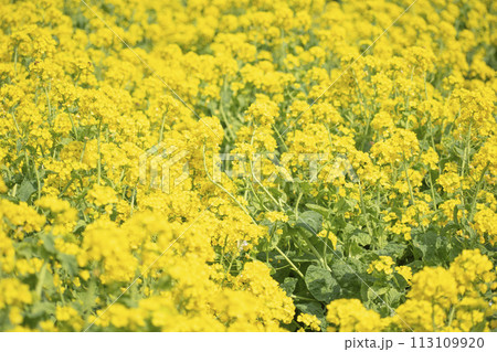 菜の花畑 菜の花畑 113109920