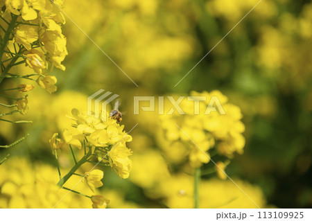 菜の花畑 菜の花畑 113109925