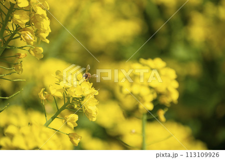 菜の花畑 113109926