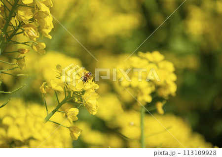 菜の花畑 菜の花畑 113109928