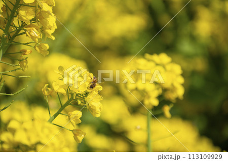 菜の花畑 113109929