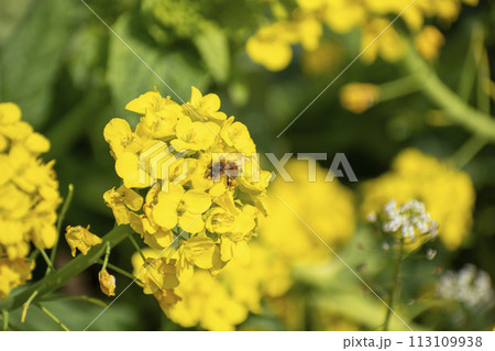 菜の花畑 菜の花畑 113109938