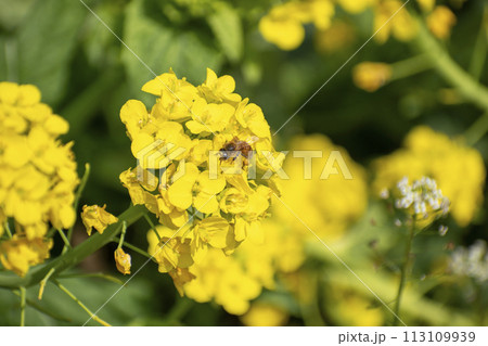 菜の花畑 菜の花畑 113109939