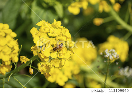 菜の花畑 113109940